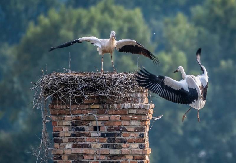 Expert Chimney Animal Removal in Hollywood, FL Professional Chimney Animal Removal Services in Hollywood, Florida