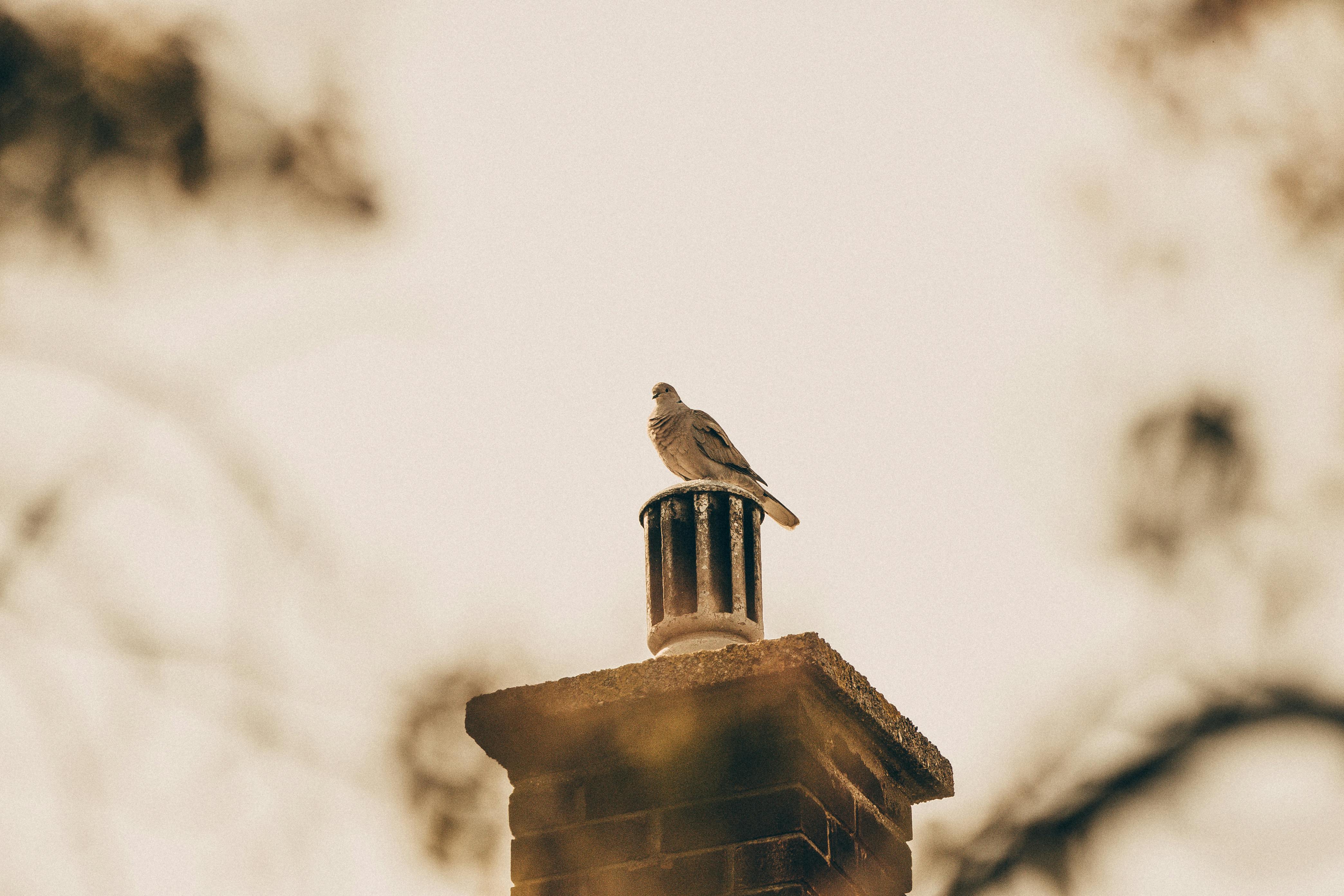 Quality Chimney Caps and Dampers Installation in Hollywood, FL Professional Chimney Cap and Damper In Hollywood Florida
